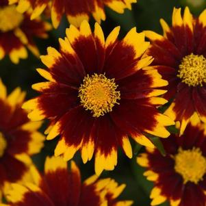 Coreopsis UPTICK Red Baluptred