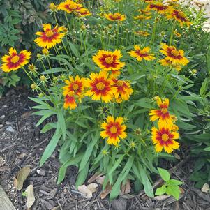 Coreopsis