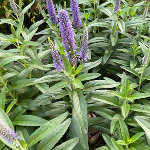 Skyward Blue Veronica