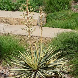 Yucca, Adam's Needle Leaf (Variegated)