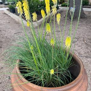 Red Hot Poker (Yellow)