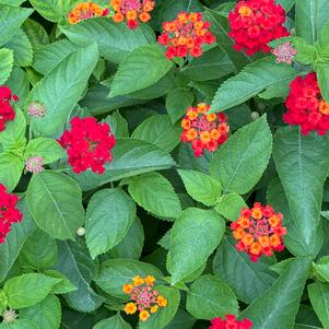 Lantana, Bandolista Red Chili