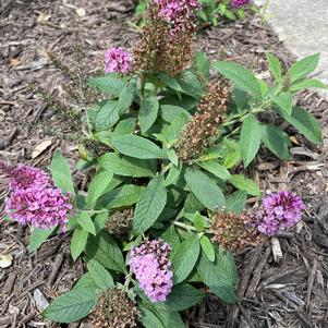 Butterfly Bush 'Chrysalis Pink'