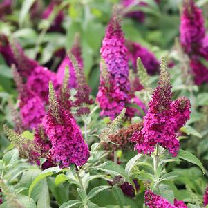 Butterfly Bush 'Chrysalis Cranberry'