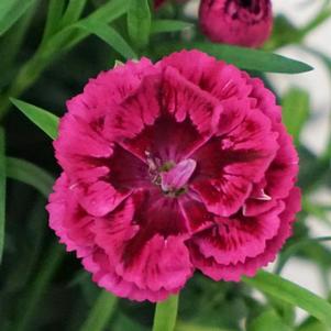 Dianthus