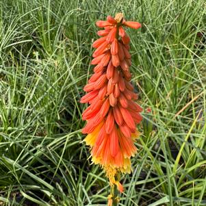 Red Hot Poker