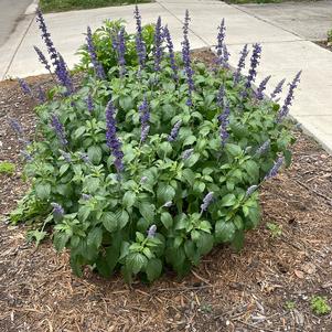 Salvia Mystic Spires