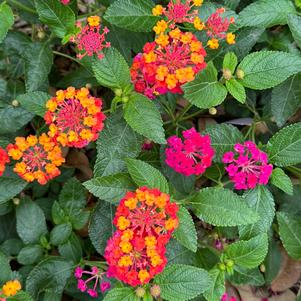 Lantana, Passion Fruit