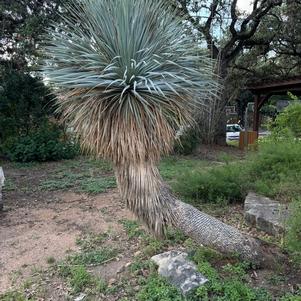 Beaked Yucca