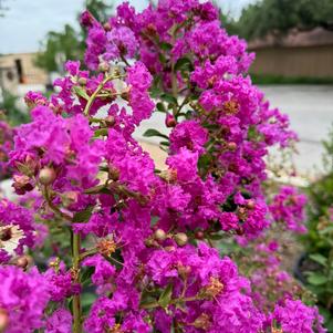 Crape Myrtle, Twilight