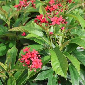 Spicy Jatropha