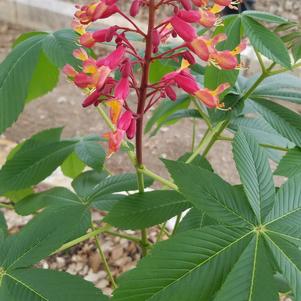Red Buckeye