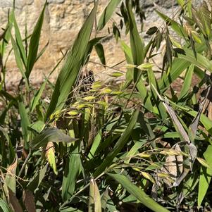 Inland Sea Oats