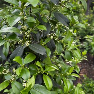Eagleston Holly
