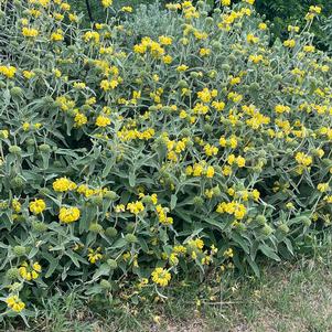 Jerusalem Sage