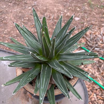 Agave victoriae-reginae 