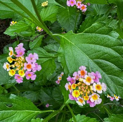 Lantana camara 