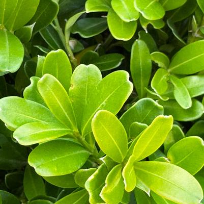Buxus microphylla Richards