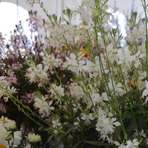 Gaura lindheimeri Sparkle White