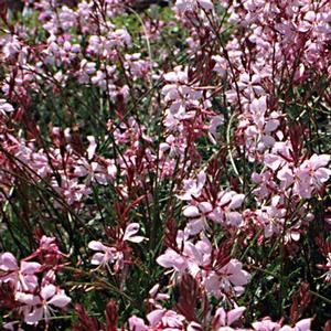 Gaura lindheimeri Belleza Dark Pink