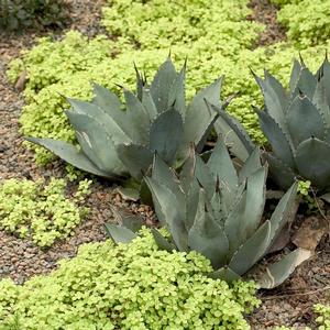 Agave parryi 