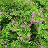 Cuphea, Dwarf Mexican Heather