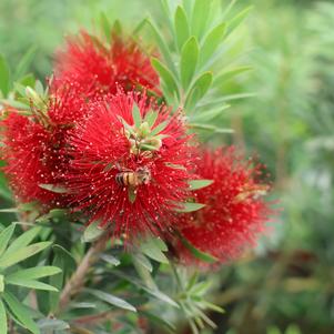 Bottlebrush, Dwarf