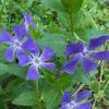 Vinca Major