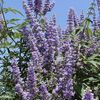 Vitex, Chaste Tree