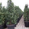 Cherry Laurel, Compact