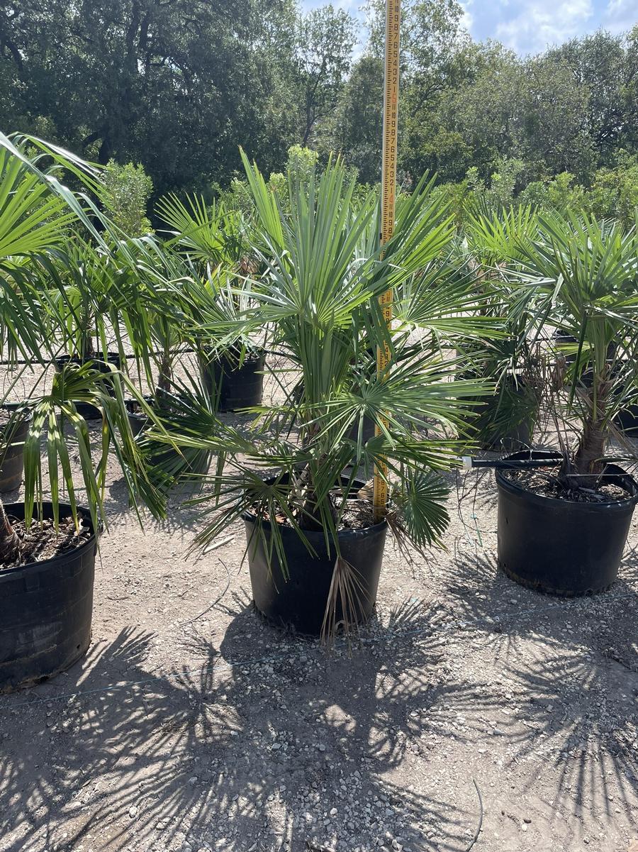 Trachycarpus fortunei 