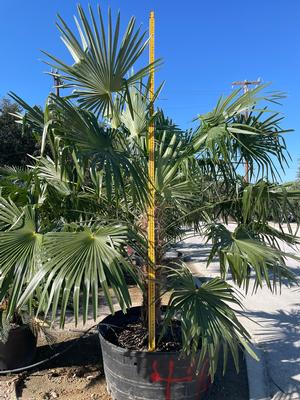 Windmill Palms with 4' Trunk| Taken: 11/15/2025
