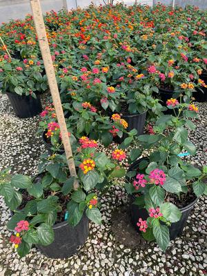 #3| 10"-13" Tall| Taken: 11/21/2025