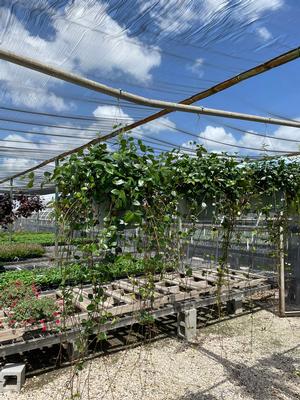 #BSK| Baskets| New crop!| Taken: 6/18/2025