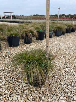 #3| 4'' - 6'' Tall| Taken: 1/31/2026