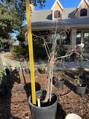 #15| 4' Tall| Only 1| Taken: 1/17/2026