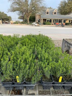 #4FL| Now offered in flats! | Taken: 2/18/2026