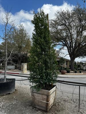 32"box (#95) | 11' tall | Taken: 3/04/2026