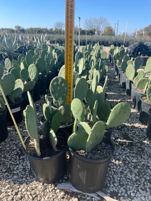 3/3 | 12" Average | Taken: 3/03/2026