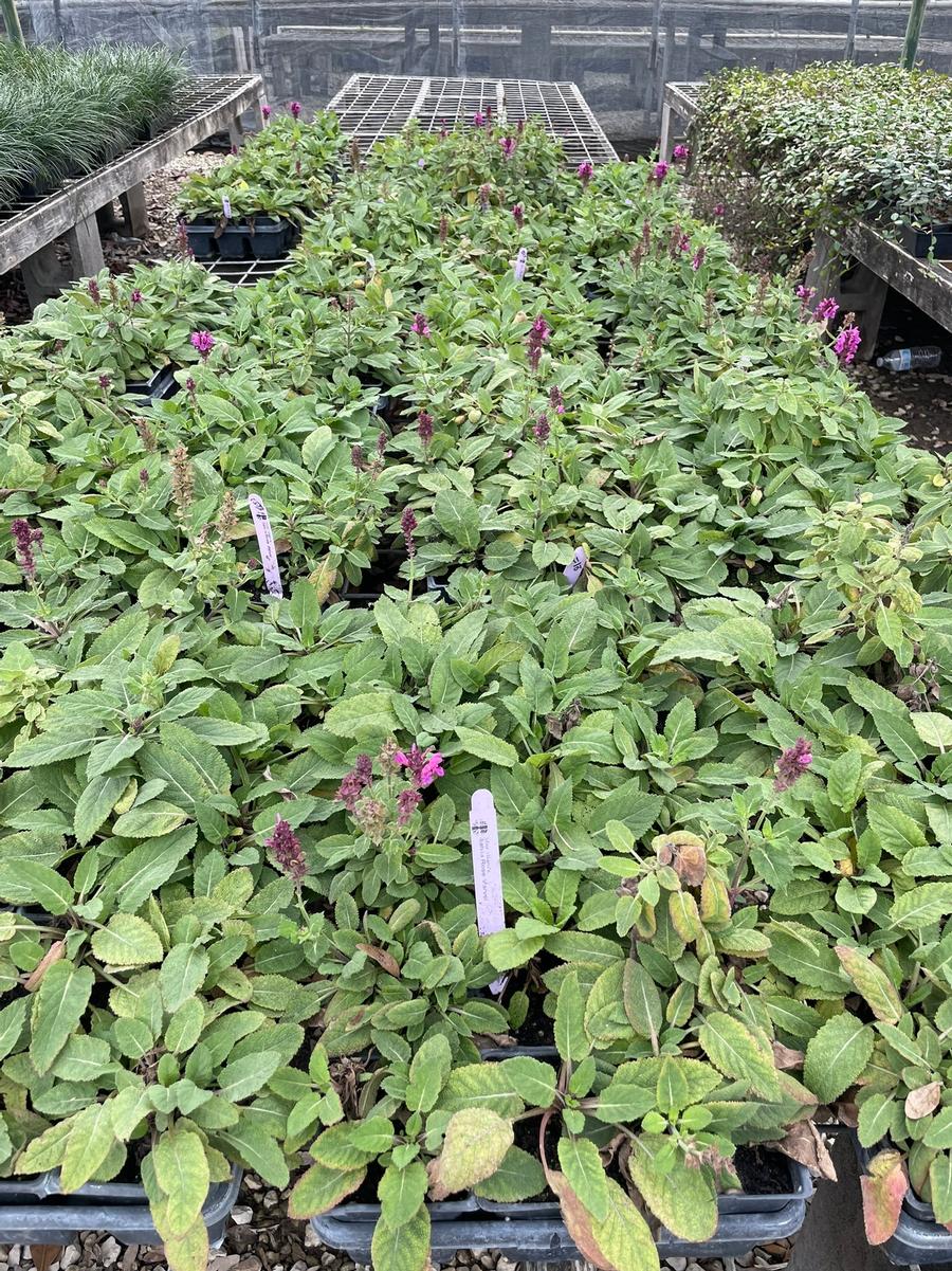 Salvia nemorosa Marvel Rose