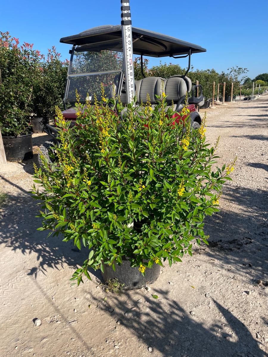 Galphimia glauca Rain of Gold