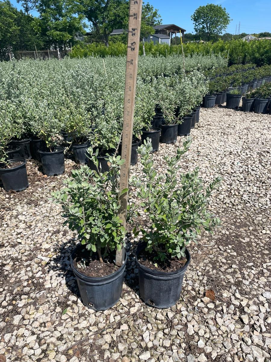 Leucophyllum frutescens Compacta