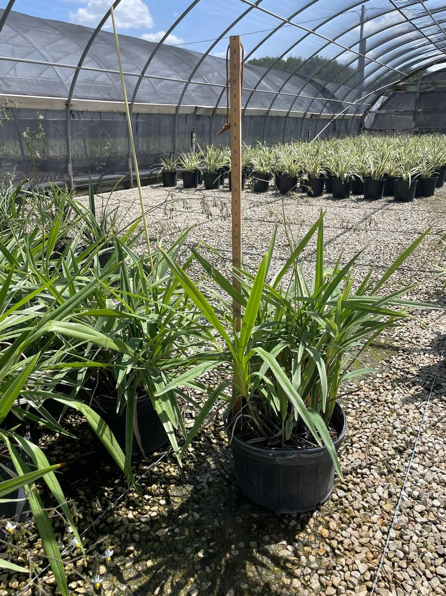 Miscellanous Plant 