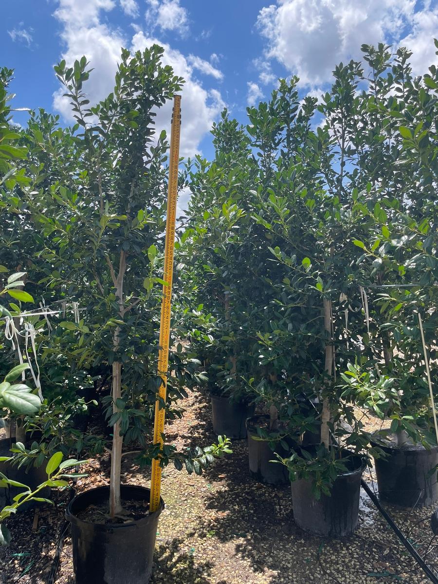 Miscellanous Plant 