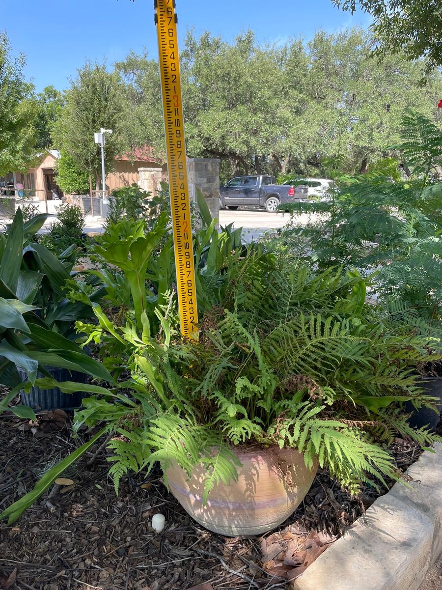Miscellanous Plant 