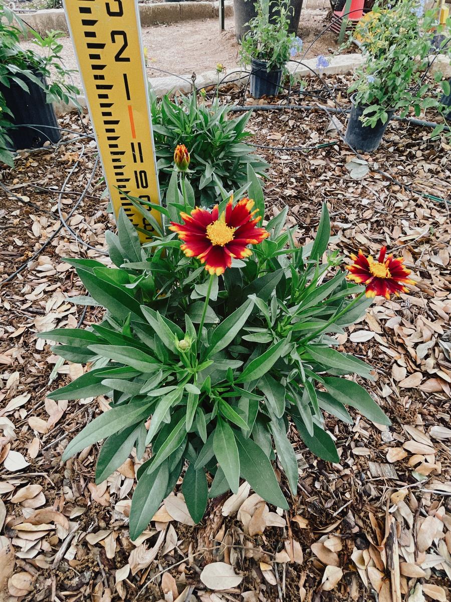 Coreopsis UPTICK Red Baluptred