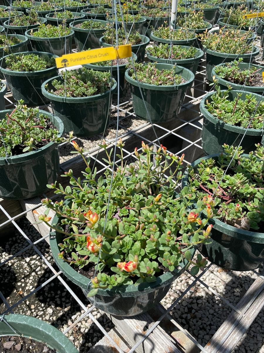 Portulaca oleracea 