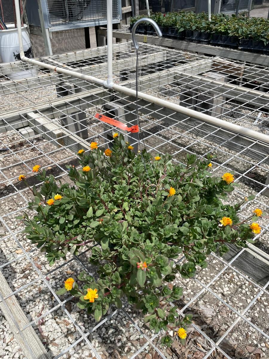Portulaca oleracea 