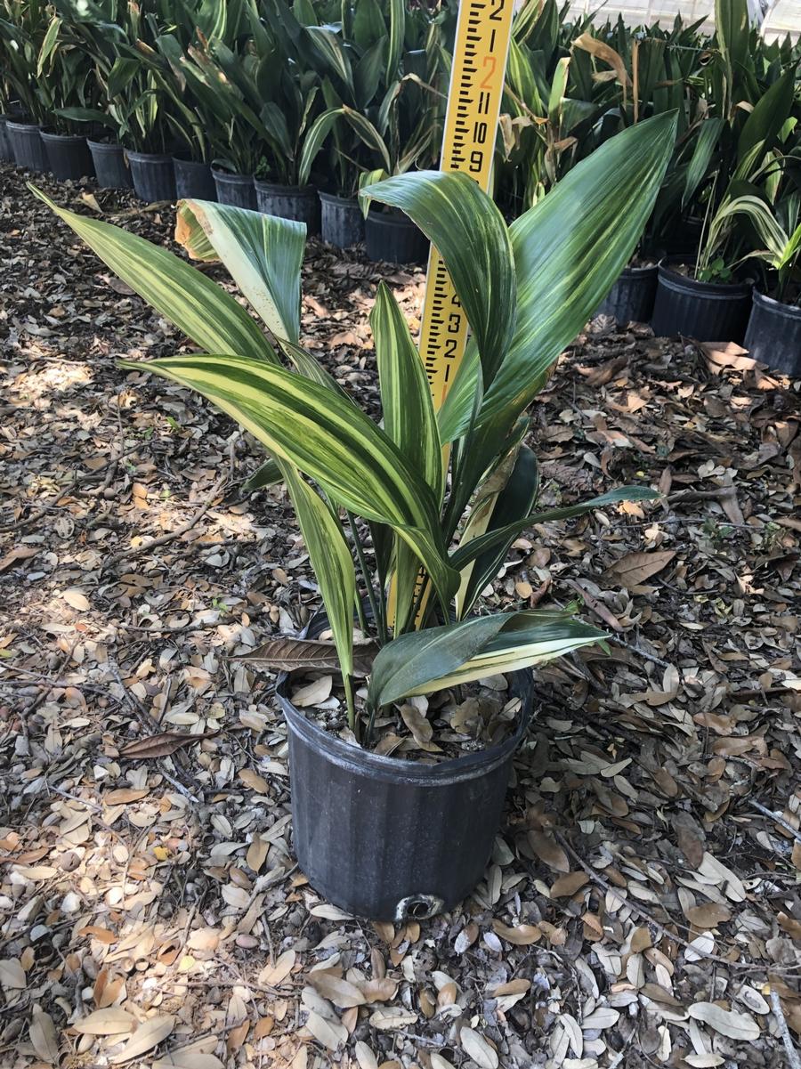 Aspidistra elatior Variegata