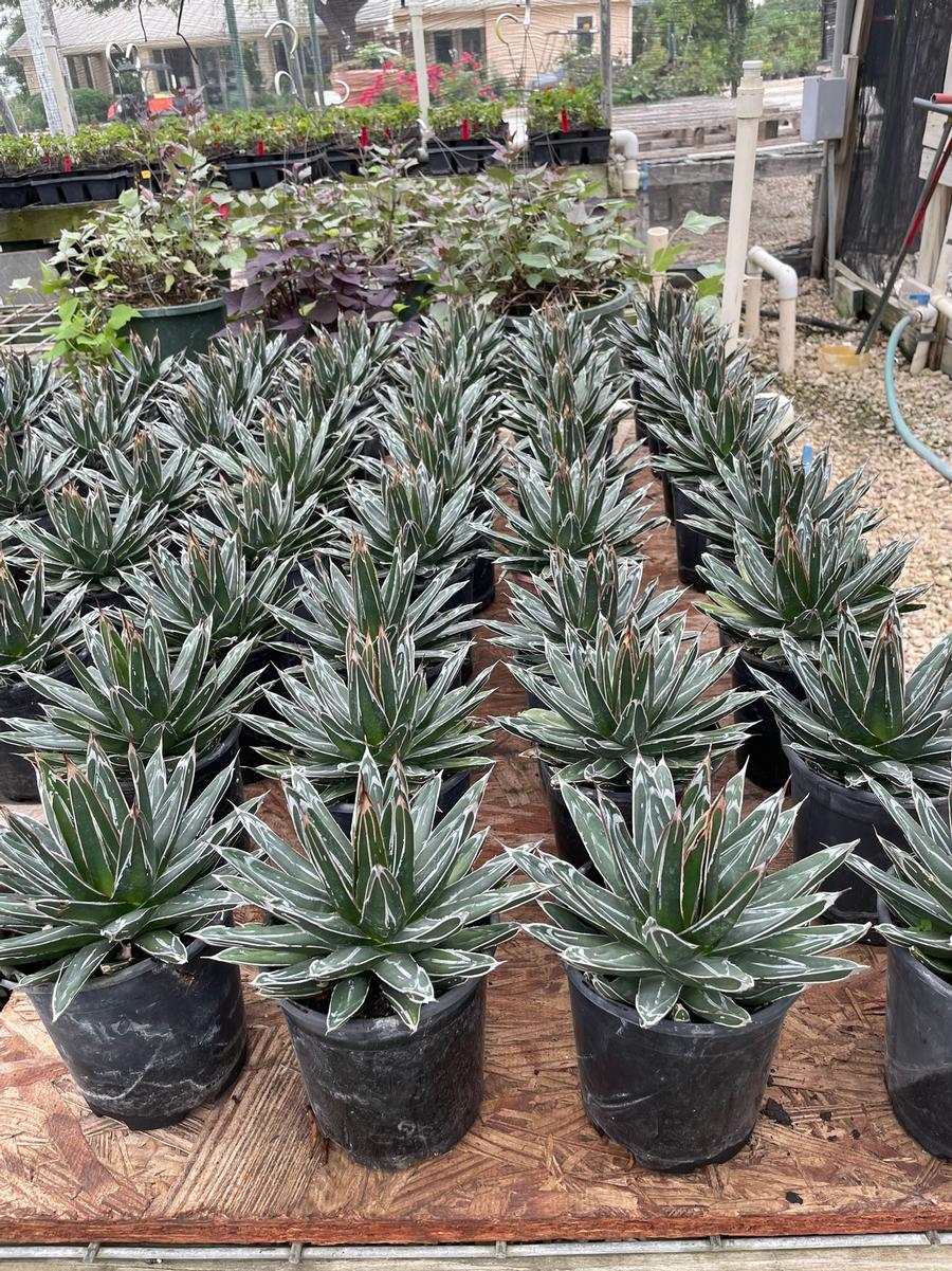 Agave victoriae-reginae 